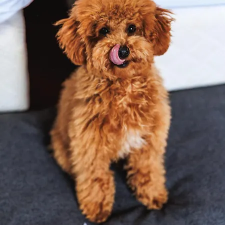 Amadria Park Agava Hotel 4*